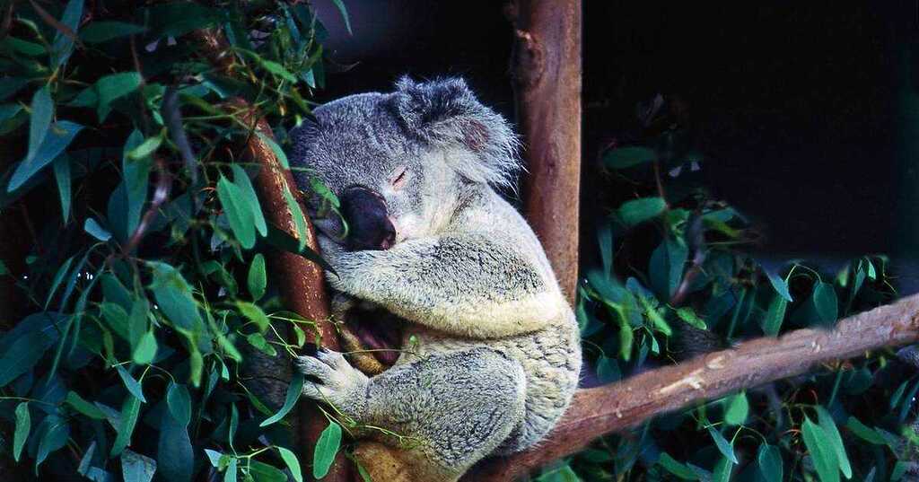 Koala Noise Suppression Development Rhasspy Voice Assistant